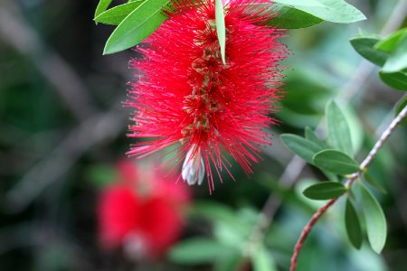 Melaleuca citrina syn. Callistemon citrinus public domain IMG 1612