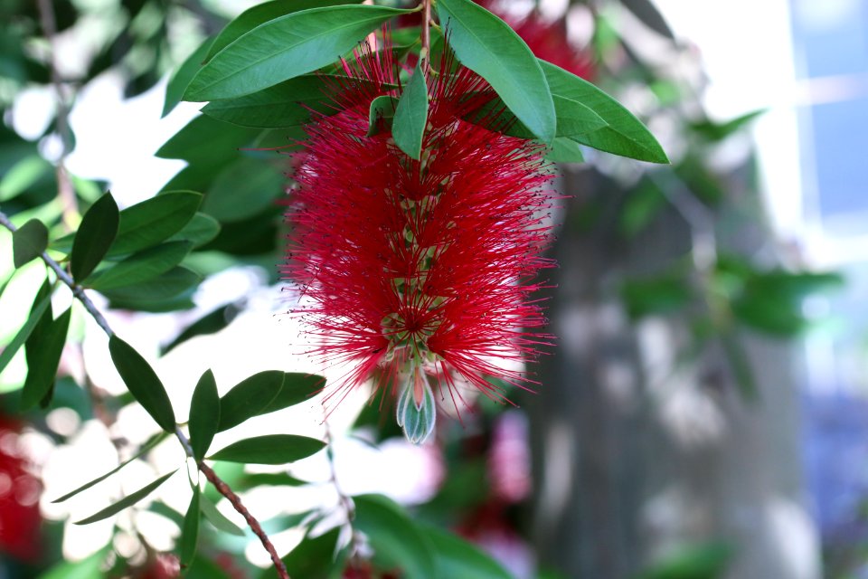 Melaleuca citrina syn. Callistemon citrinus, public domain IMG 2223