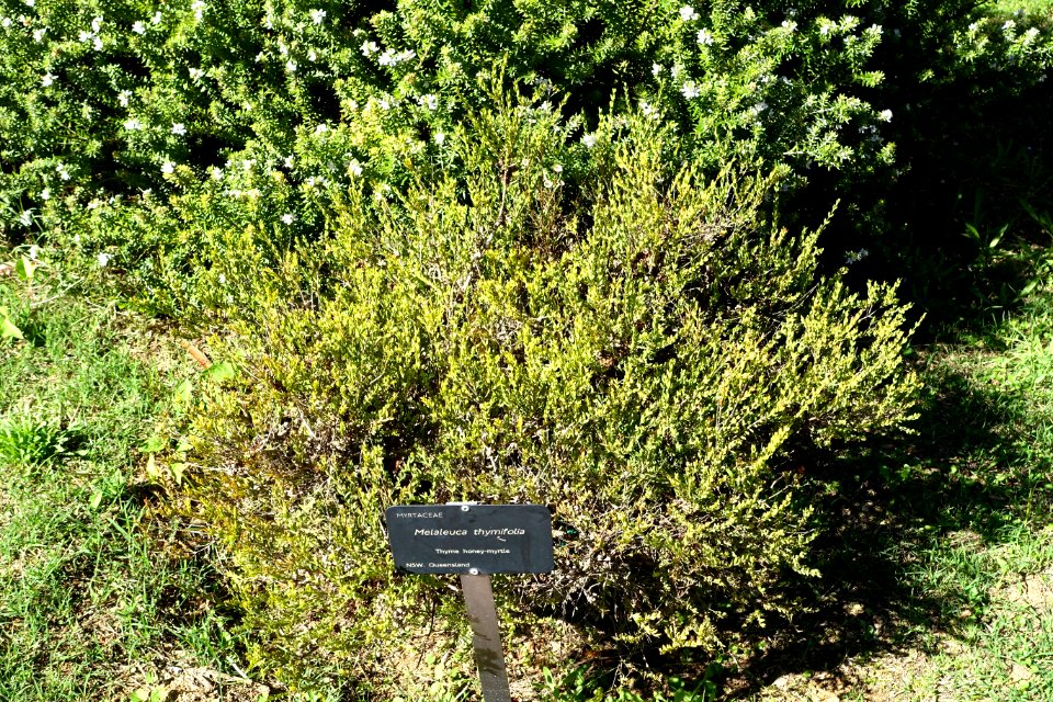 Melaleuca thymifolia - Jardín Botánico de Barcelona - Barcelona, Spain - DSC08918