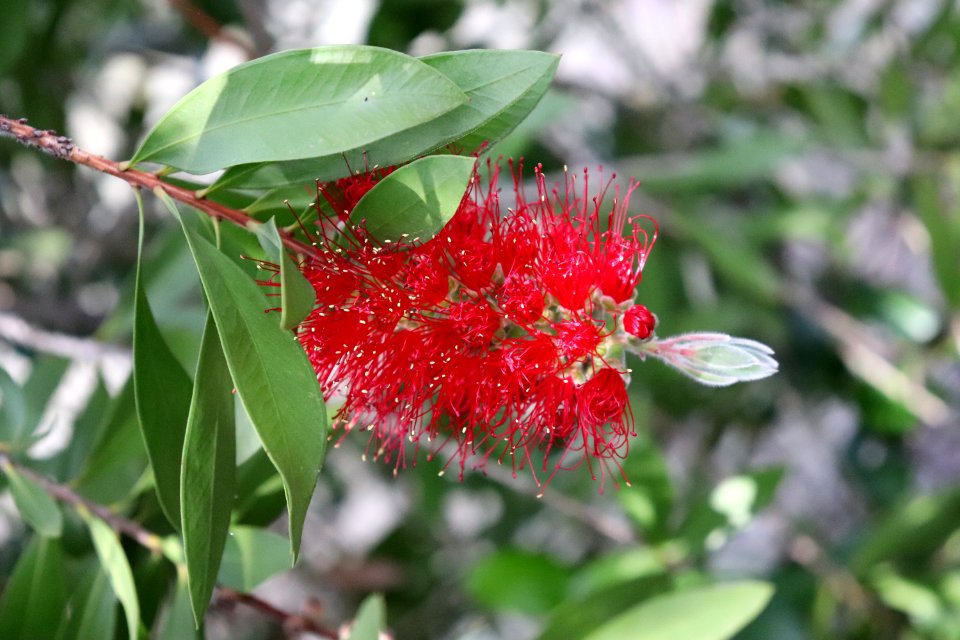 Melaleuca citrina syn. Callistemon citrinus IMG 8464