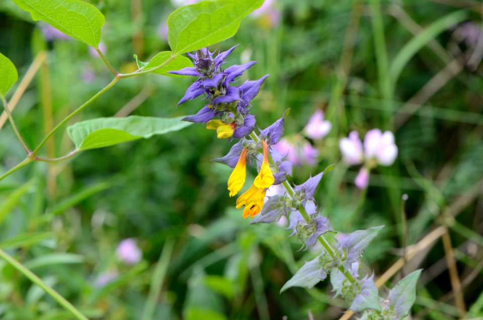 Melampyrum nemorosum1