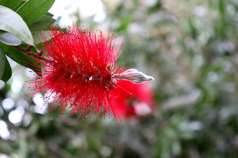 Melaleuca citrina syn. Callistemon citrinus public domain IMG 8811 crimson bottlebrush