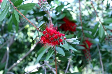 Melaleuca citrina syn. Callistemon citrinus public domain IMG 9904 photo