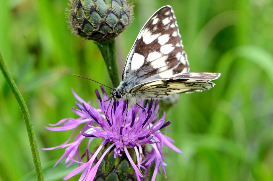 Melanargia galathea10 photo