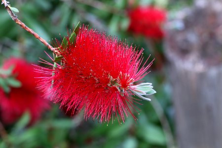 Melaleuca citrina syn. Callistemon citrinus, public domain IMG 2396