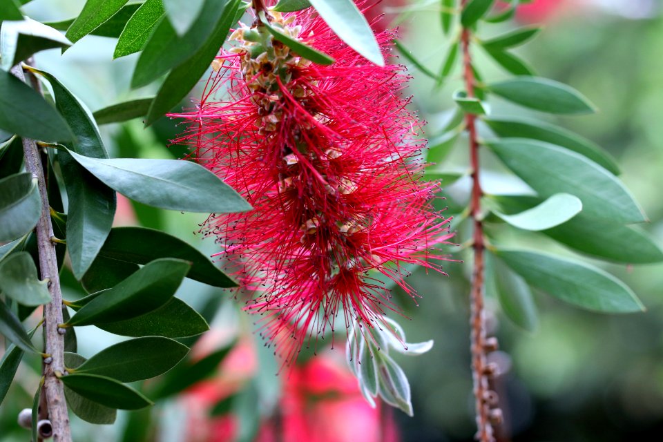 Melaleuca citrina syn. Callistemon citrinus public domain IMG 6912