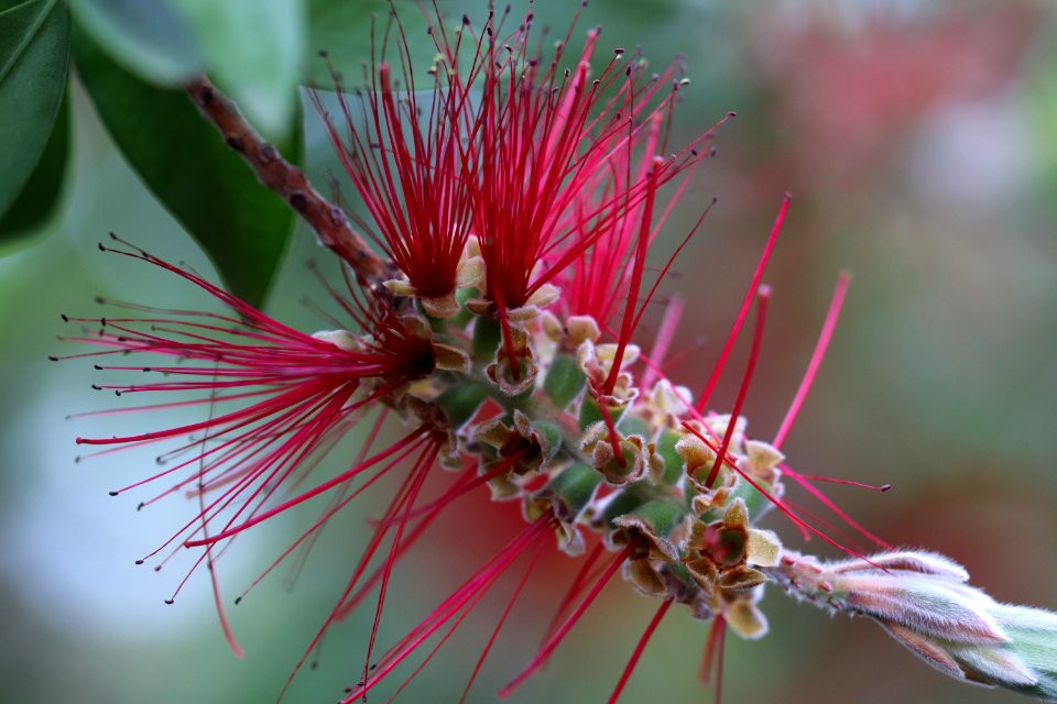 Melaleuca citrina syn. Callistemon citrinus, public domain IMG 2424-