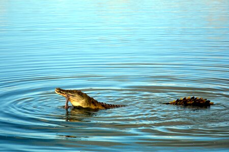 Crocodile tanzania savannah