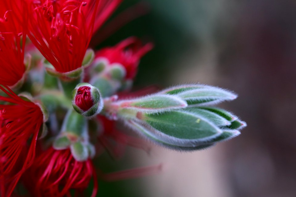 Melaleuca citrina syn. Callistemon citrinus, public domain IMG 2410-