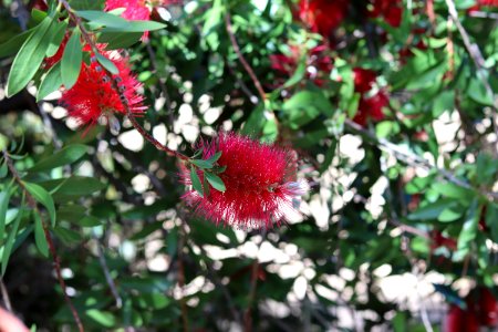 Melaleuca citrina syn. Callistemon citrinus, public domain IMG 4775
