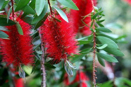 Melaleuca citrina syn. Callistemon citrinus public domain IMG 1617