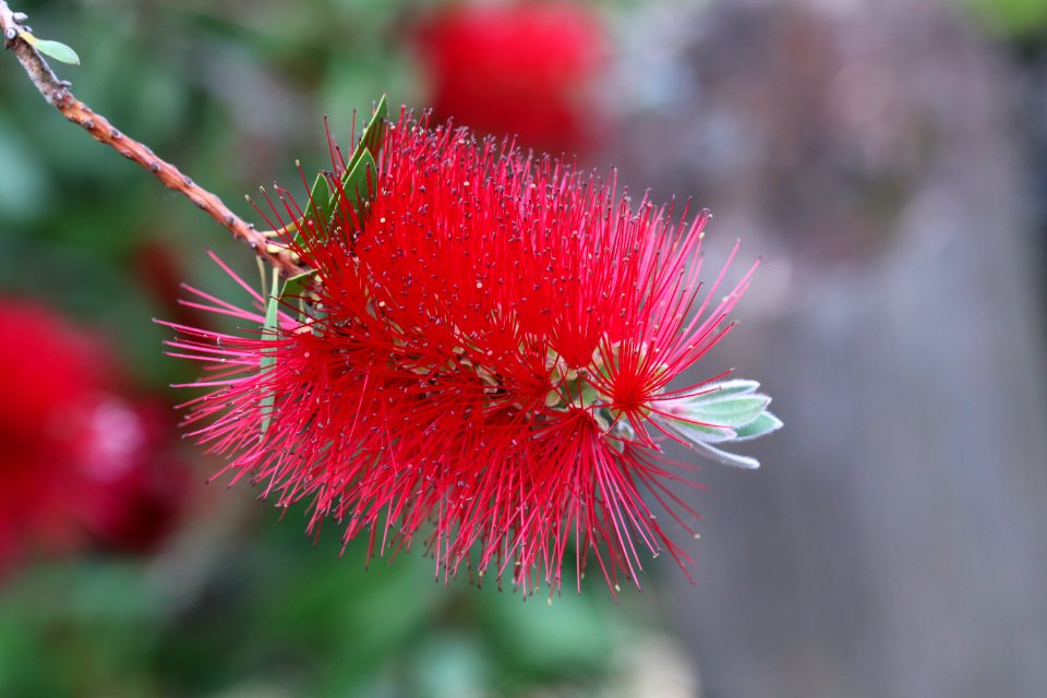 Melaleuca citrina syn. Callistemon citrinus, public domain IMG 2397