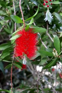 Melaleuca citrina syn. Callistemon citrinus public domain IMG 8800 crimson bottlebrush