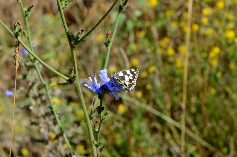 Melanargia galathea 9