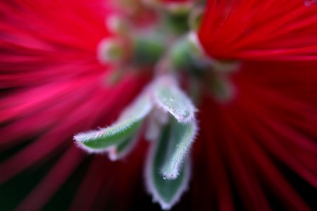 Melaleuca citrina syn. Callistemon citrinus, public domain IMG 2418-