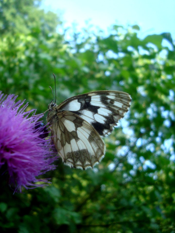 Melanargia galathea Podkomorské lesy