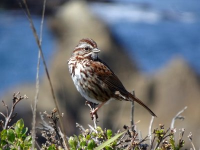 Melospiza melodia cleonensis
