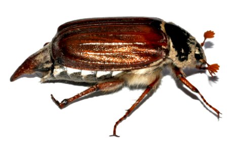Melolontha-melolontha-03-fws