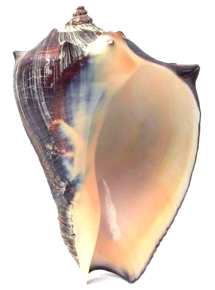 Melongena patula (Broderip & Sowerby, 1829) - BioLib.cz (2)