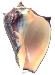 Melongena patula (Broderip & Sowerby, 1829) - BioLib.cz (2)
