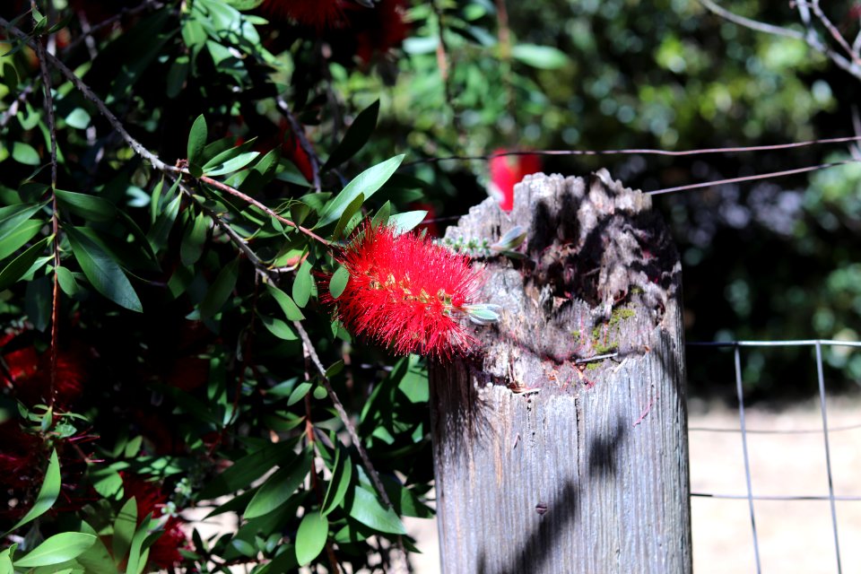 Melaleuca citrina syn. Callistemon citrinus, public domain IMG 4780