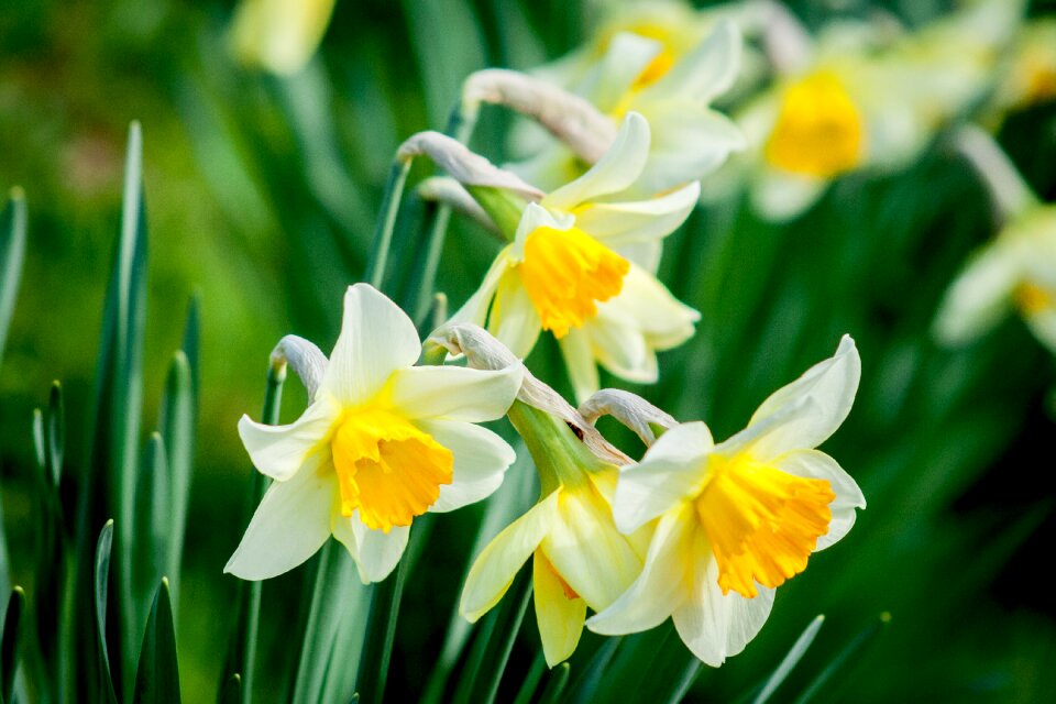 Spring white yellow flower