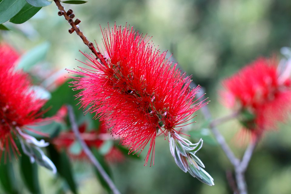 Melaleuca citrina syn. Callistemon citrinus, public domain IMG 2402