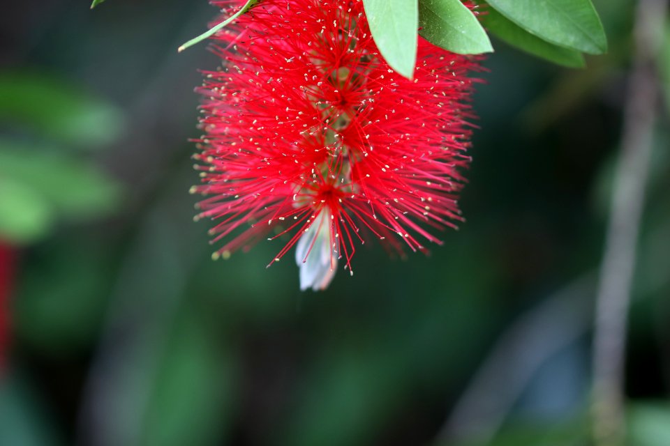 Melaleuca citrina syn. Callistemon citrinus public domain IMG 1597