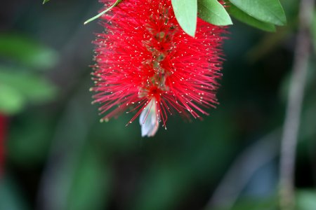 Melaleuca citrina syn. Callistemon citrinus public domain IMG 1597