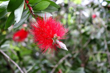 Melaleuca citrina syn. Callistemon citrinus public domain IMG 8798 crimson bottlebrush