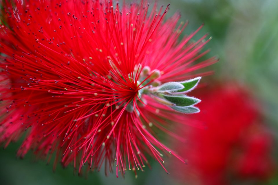 Melaleuca citrina syn. Callistemon citrinus public domain IMG 1598
