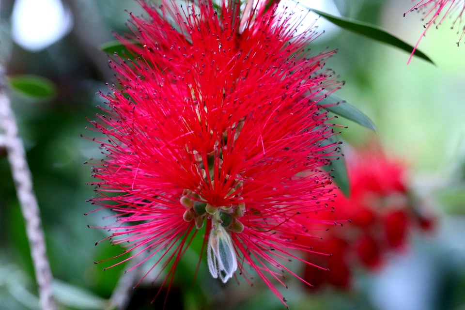Melaleuca citrina syn. Callistemon citrinus public domain IMG 6901