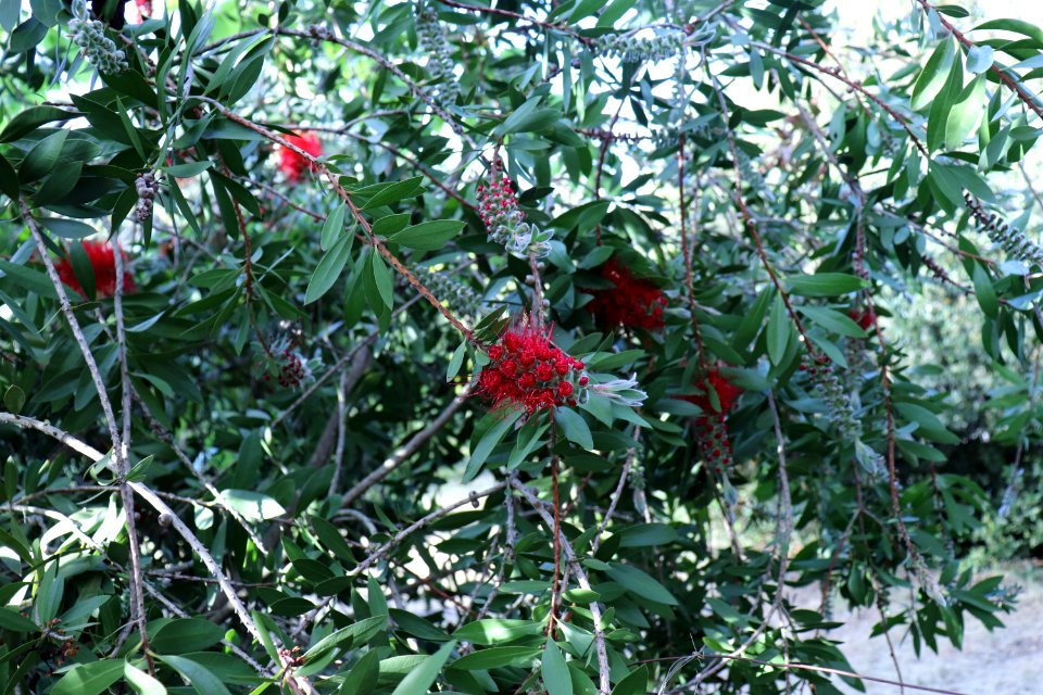 Melaleuca citrina syn. Callistemon citrinus public domain IMG 9905