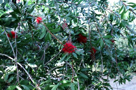 Melaleuca citrina syn. Callistemon citrinus public domain IMG 9905