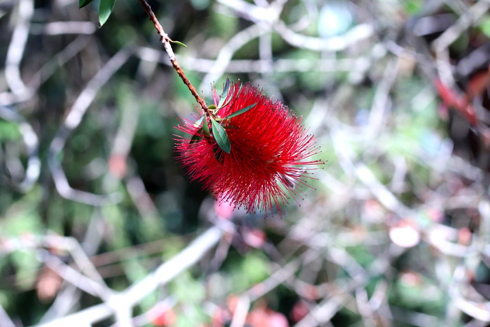 Melaleuca citrina syn. Callistemon citrinus, public domain IMG 2221