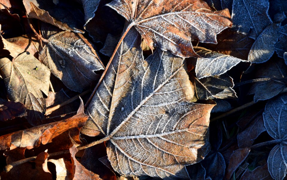 Frost winter december