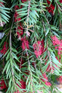 Melaleuca viminalis IMG 9984-w-