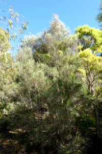Melaleuca glomerata - Jardín Botánico de Barcelona - Barcelona, Spain - DSC09007