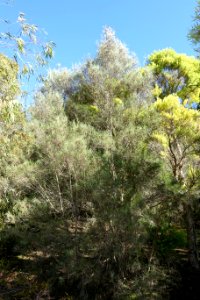 Melaleuca glomerata - Jardín Botánico de Barcelona - Barcelona, Spain - DSC09007 photo