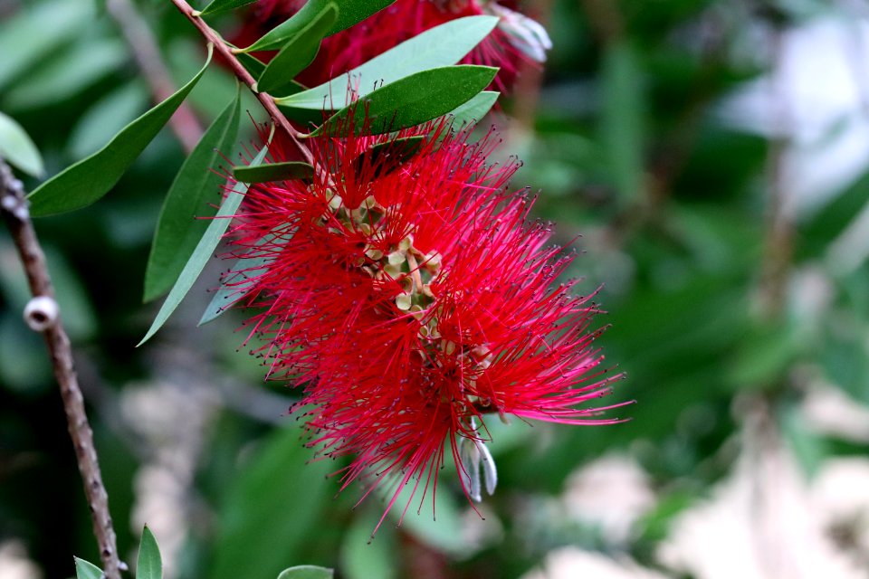 Melaleuca citrina syn. Callistemon citrinus public domain IMG 6899