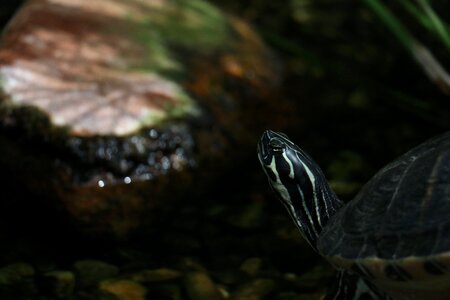 Reptile on the shore nature