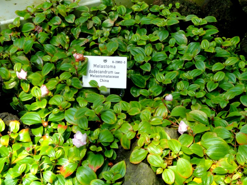 Melastoma dodecandrum - Palmengarten Frankfurt - DSC01888