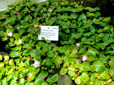Melastoma dodecandrum - Palmengarten Frankfurt - DSC01888