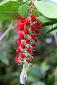 Melaleuca citrina syn. Callistemon citrinus public domain IMG 8802 crimson bottlebrush