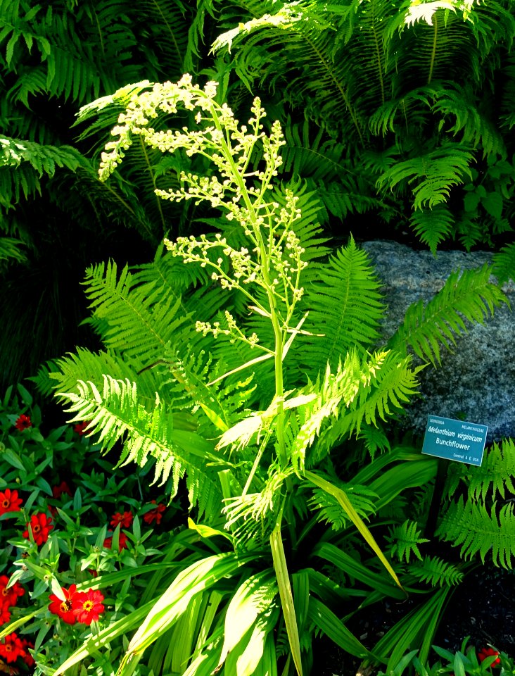 Melanthium virginicum - Coastal Maine Botanical Gardens - DSC03154