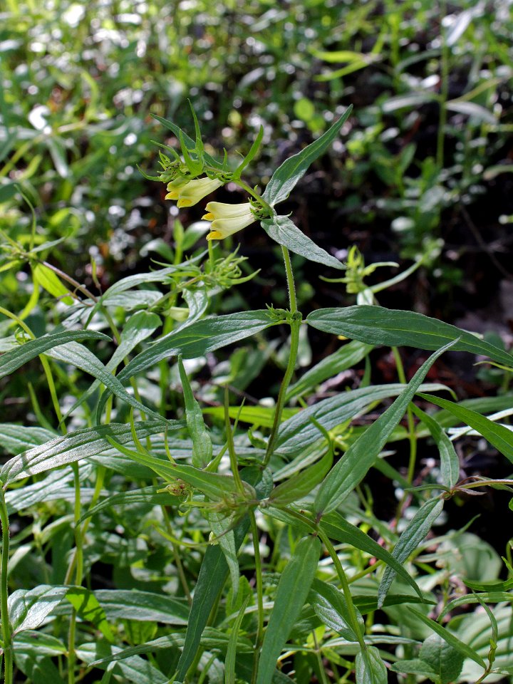 Melampyrum pratense Oulu, Finland 17.06.2013