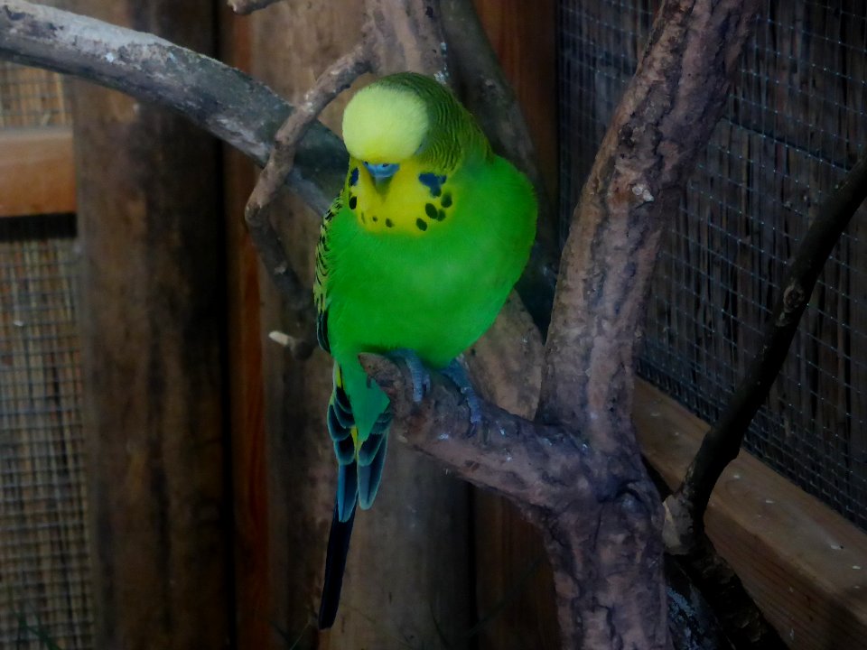 Melopsittacus-undulatus-1