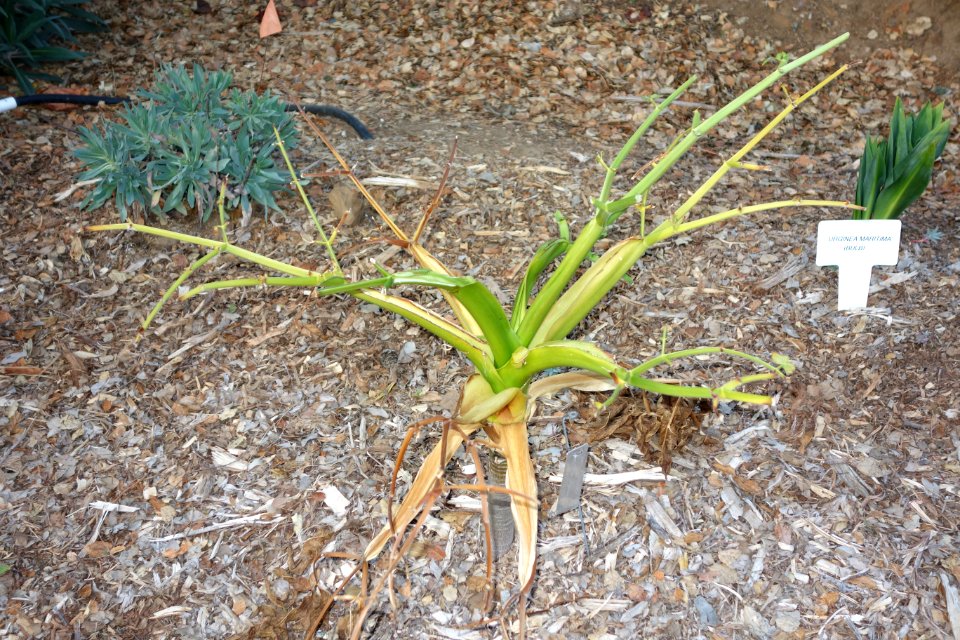 Melanoselinum decipiens - San Luis Obispo Botanical Garden - DSC06100