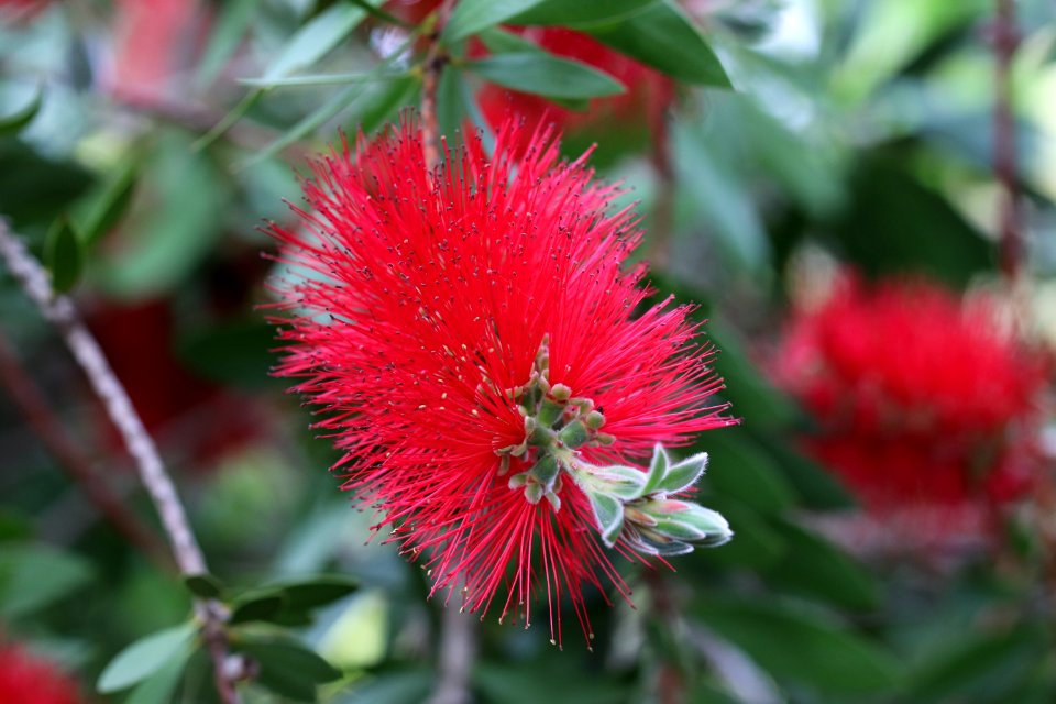 Melaleuca citrina syn. Callistemon citrinus, public domain IMG 2404