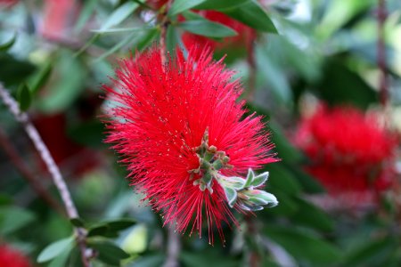 Melaleuca citrina syn. Callistemon citrinus, public domain IMG 2404